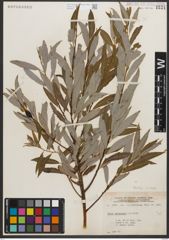 Foto von Salix petiolaris Sm.
